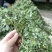 新鲜野生艾草，大量上市