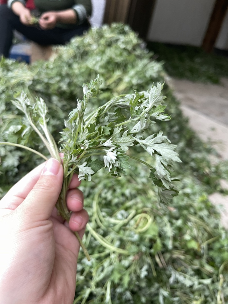 新鲜野生艾草，大量上市
