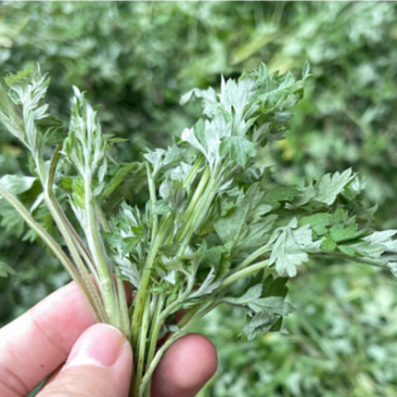 新鲜野生艾草，大量上市