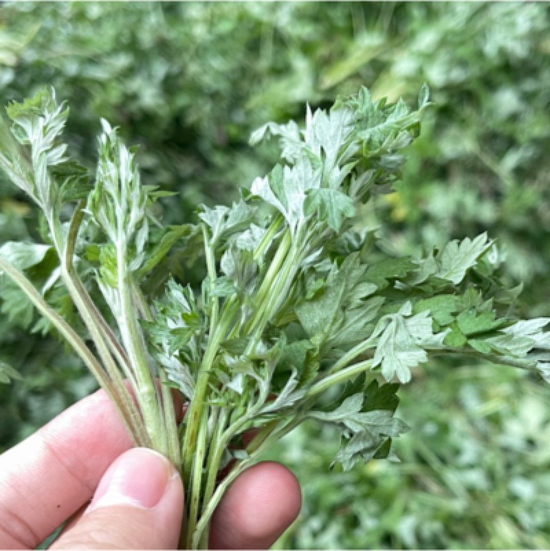 新鲜野生艾草，大量上市