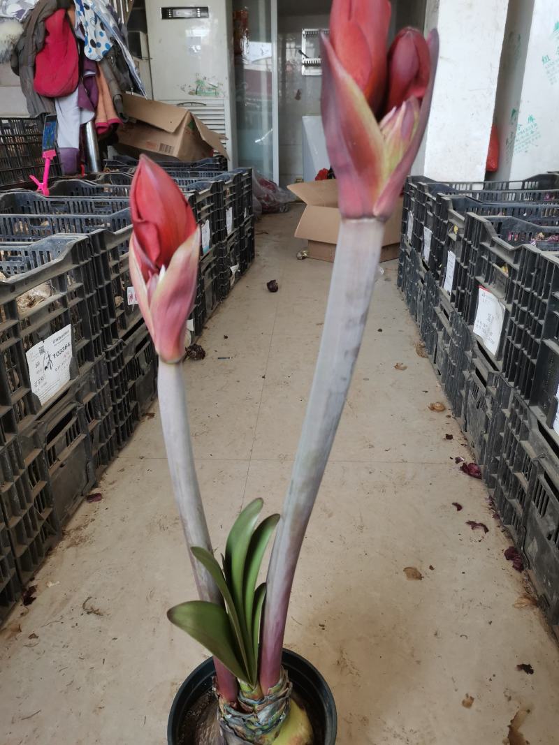 正宗特大朱顶红种球荷兰进口重瓣朱顶红盆栽多年生种球