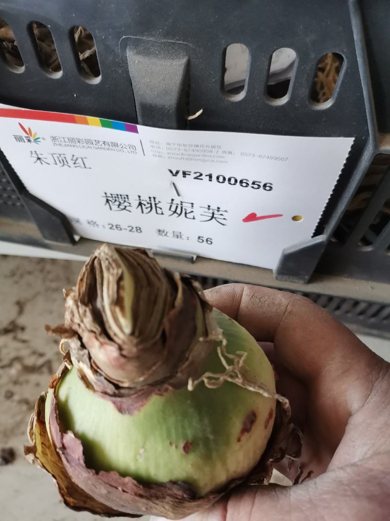 正宗特大朱顶红种球荷兰进口重瓣朱顶红盆栽多年生种球