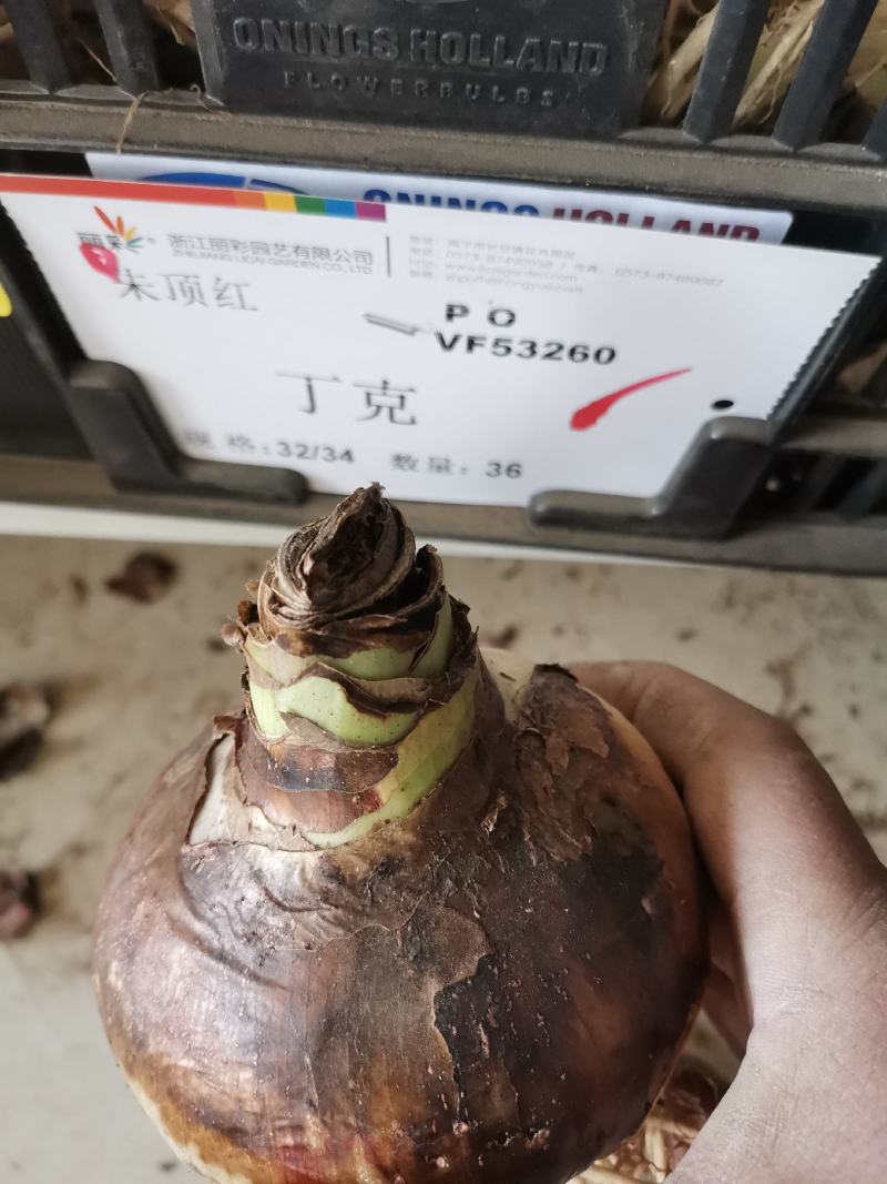正宗特大朱顶红种球荷兰进口重瓣朱顶红盆栽多年生种球