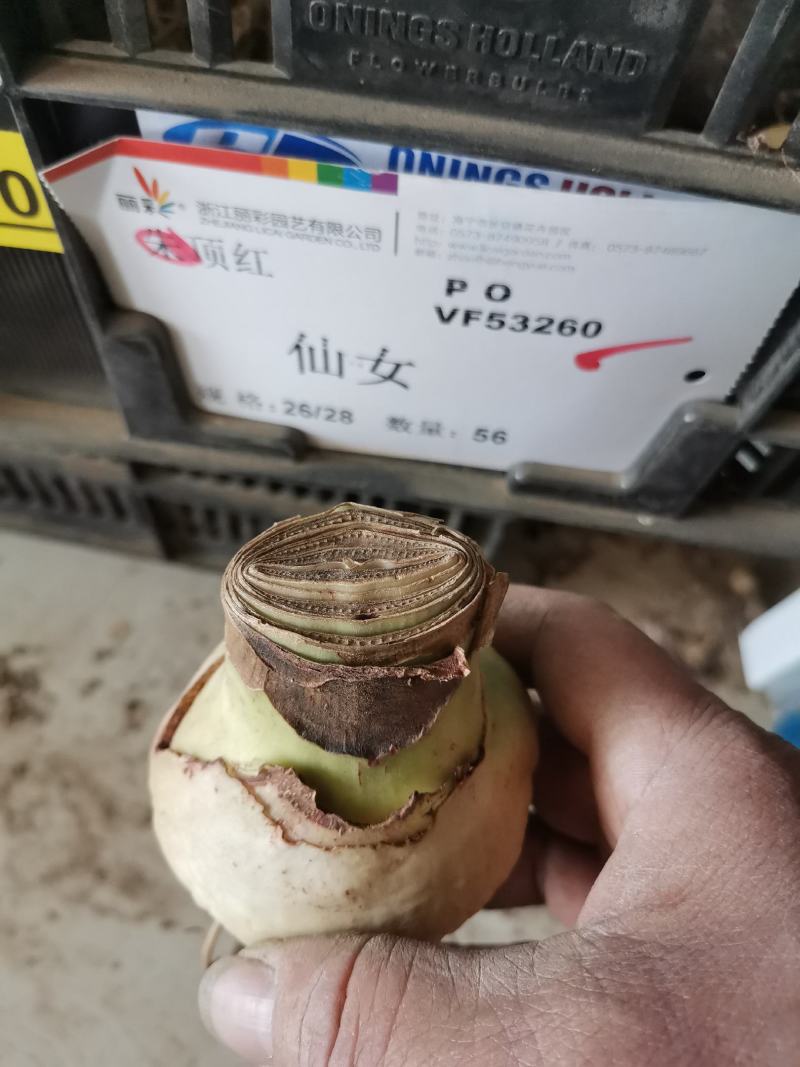 正宗特大朱顶红种球荷兰进口重瓣朱顶红盆栽多年生种球