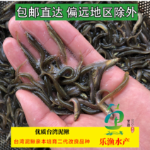 台湾泥鳅青泥鳅苗，规格齐全，水花寸苗青鳅苗