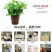 整件批树脂花盆多肉特价清仓仿竹编款花卉绿植环保塑料创意