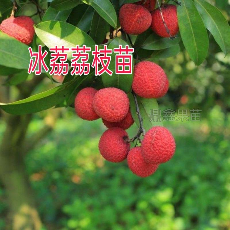 新品种荔枝树苗先进奉观音绿冰荔挂绿嫁接荔枝苗盆栽阳台庭院