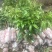 新品种荔枝树苗先进奉观音绿冰荔挂绿嫁接荔枝苗盆栽阳台庭院