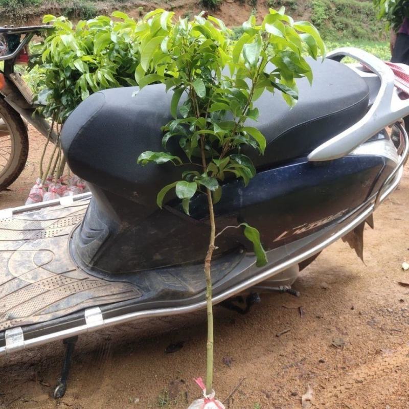 新品种荔枝树苗先进奉观音绿冰荔挂绿嫁接荔枝苗盆栽阳台庭院