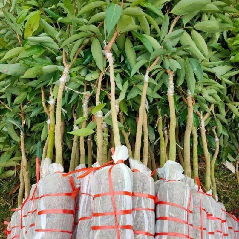 新品种荔枝树苗先进奉观音绿冰荔挂绿嫁接荔枝苗盆栽阳台庭院