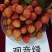 新品种荔枝树苗先进奉观音绿冰荔挂绿嫁接荔枝苗盆栽阳台庭院