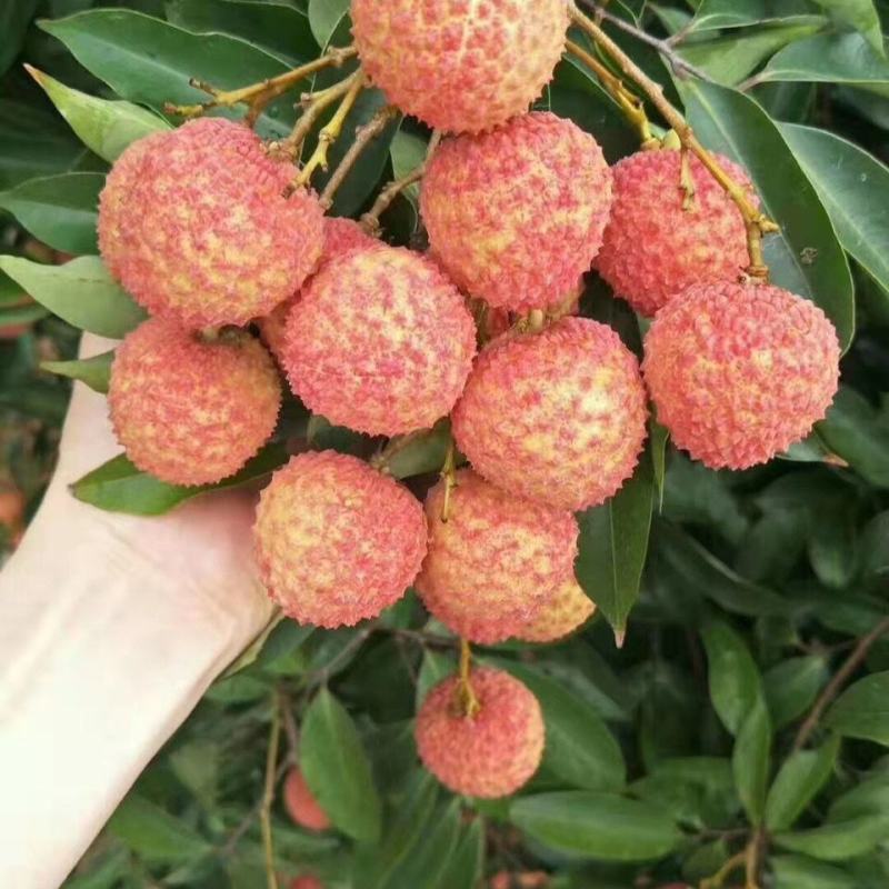 新品种荔枝树苗先进奉观音绿冰荔挂绿嫁接荔枝苗盆栽阳台庭院
