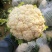 南阳有机花菜散花75天和85天上市了松花菜花型白质量好