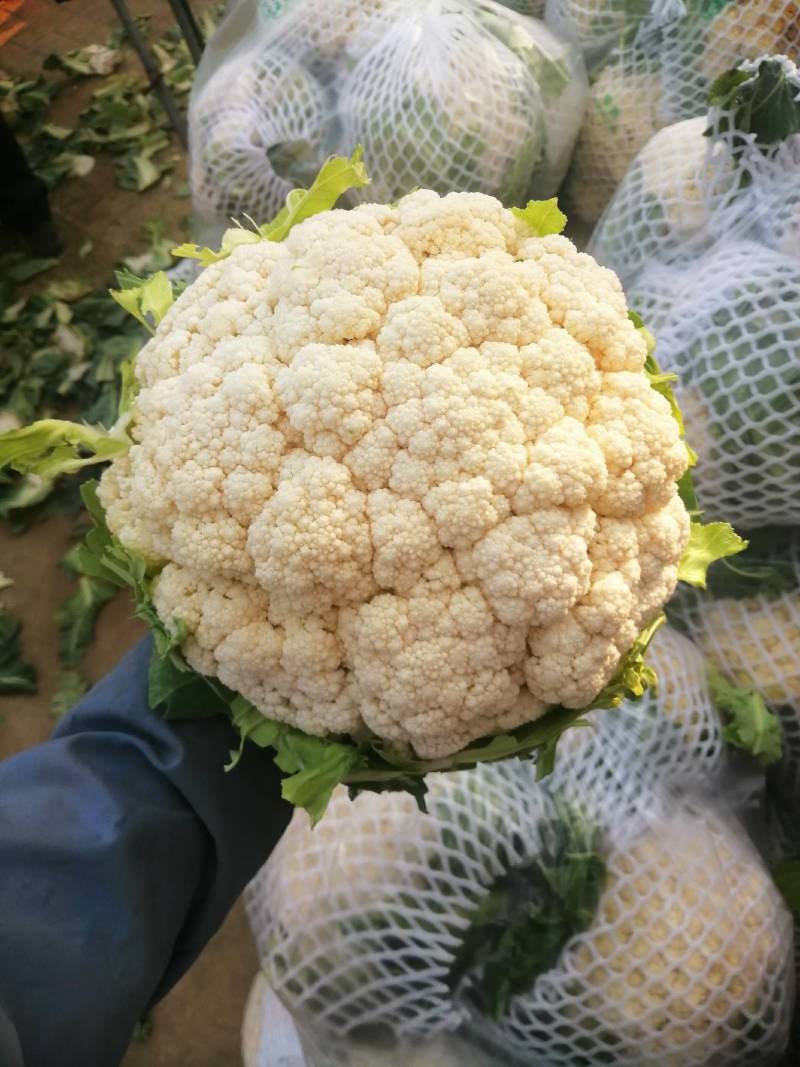 南阳有机花菜散花75天和85天上市了松花菜花型白质量好