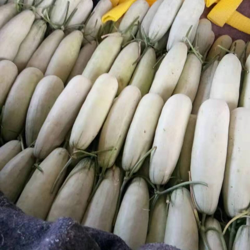 羊角蜜甜瓜2024头茬上市羊角蜜甜瓜大量上市