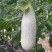 羊角蜜甜瓜2024头茬上市羊角蜜甜瓜大量上市