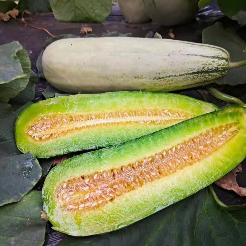 羊角蜜甜瓜2024头茬上市羊角蜜甜瓜大量上市