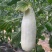 羊角蜜甜瓜2024头茬上市羊角蜜甜瓜大量上市