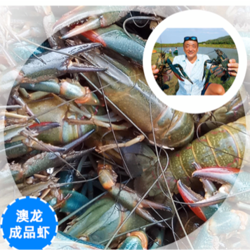 【龙虾苗】波士顿龙虾苗澳洲淡水龙虾苗苗场直发提供技术