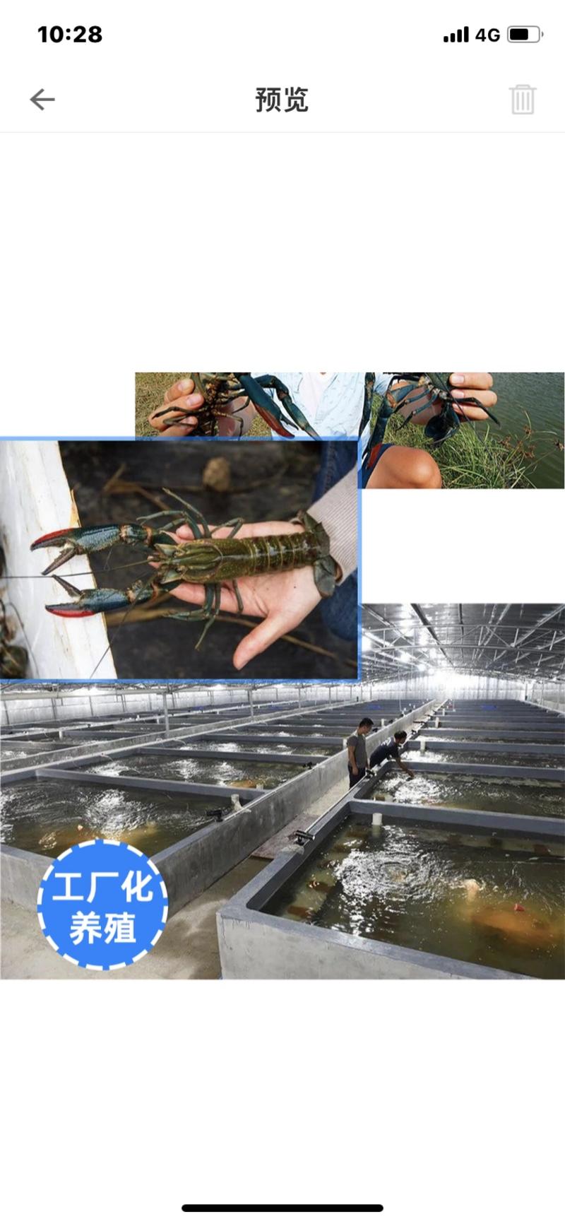 批发澳洲淡水龙虾苗冷水优质效益高位池小龙虾
