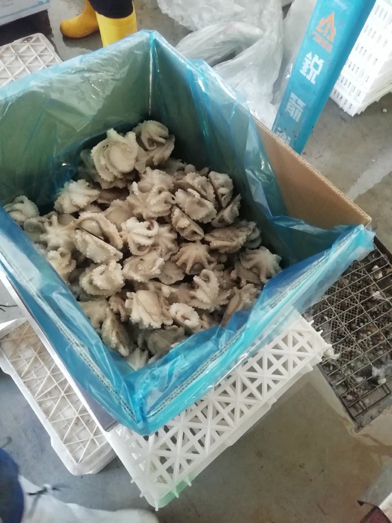 八爪鱼，脆口小章鱼，八爪鱼段货源充足大量供应欢迎合作
