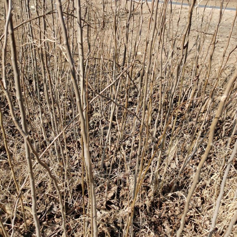 大量优质苹果苗嫁接苹果苗烟六烟八鲁丽嫁接苹果苗