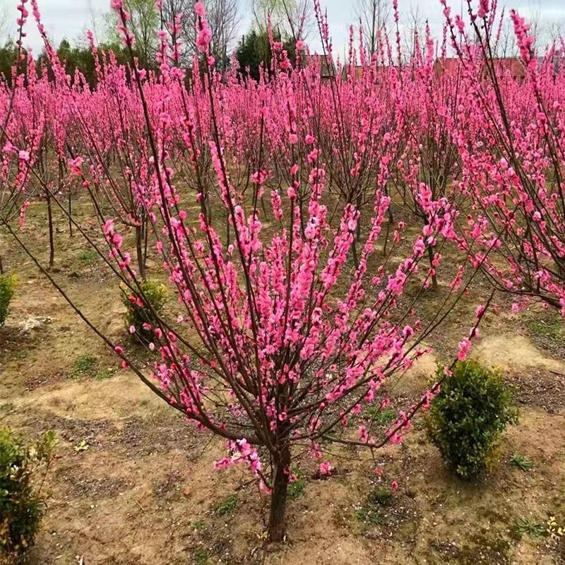 红梅，绿梅，苗梅花树苗小苗原生梅花骨里红树苗