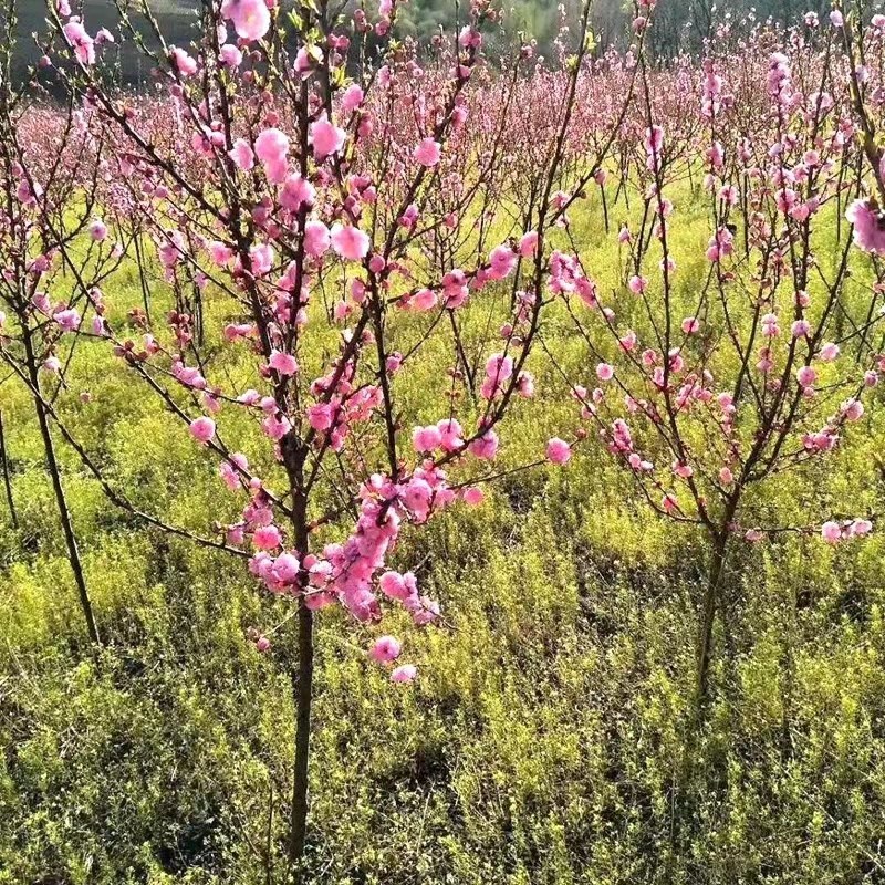 红梅，绿梅，苗梅花树苗小苗原生梅花骨里红树苗