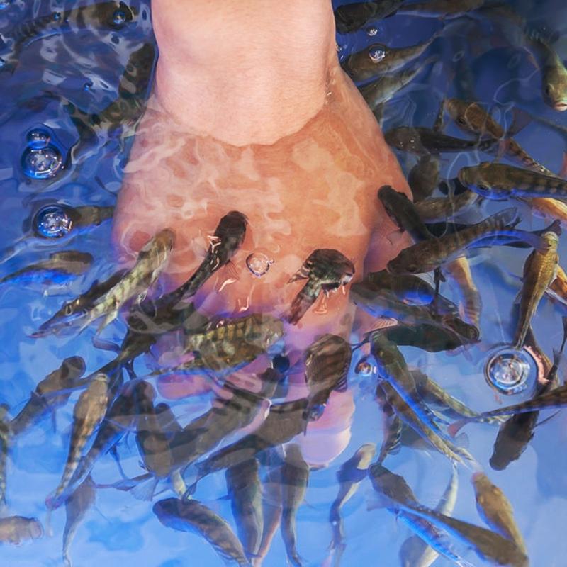 亲亲鱼理疗鱼供应4～5大规格足疗温泉鱼足浴