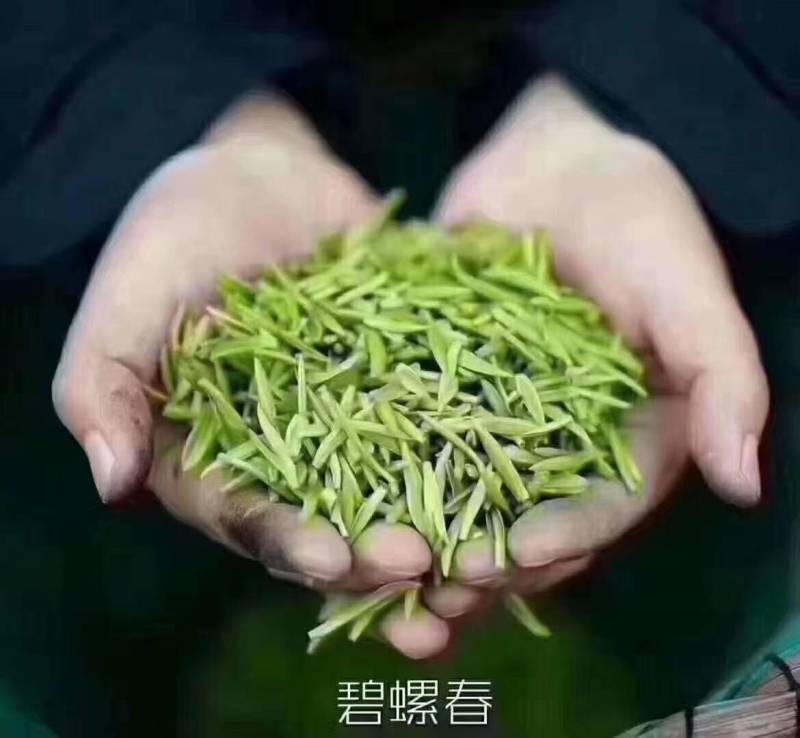 苏州市吴中区东山镇，洞庭碧螺春。