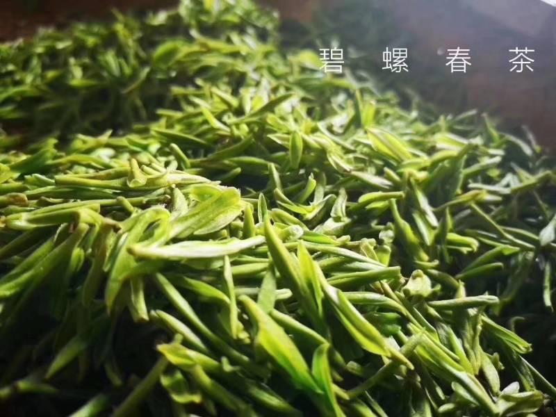 苏州市吴中区东山镇，洞庭碧螺春。