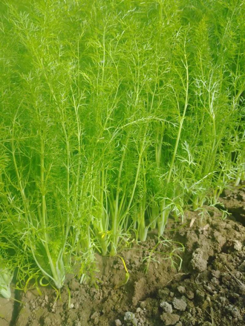 北京本地产茴香有货，长年供应基地直供，大量上市