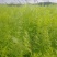 北京本地产茴香有货，长年供应基地直供，大量上市