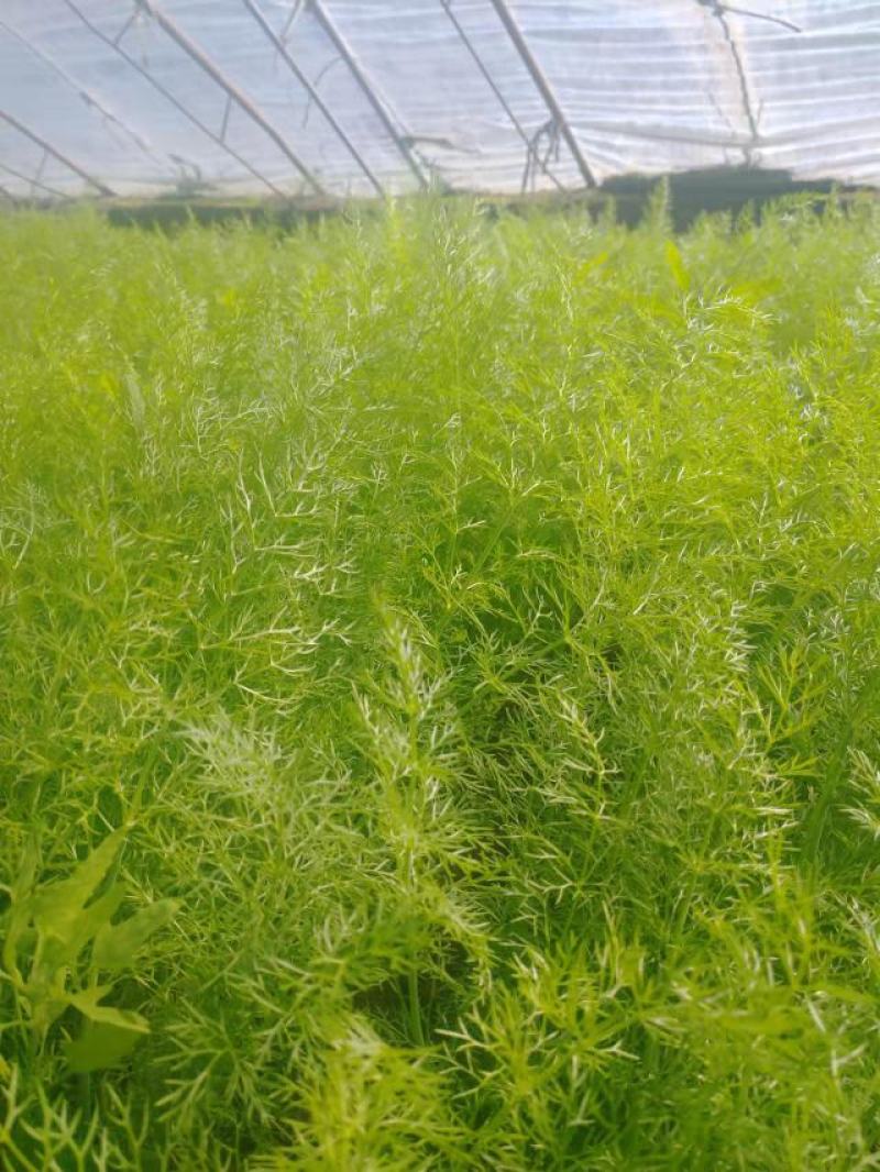 北京本地产茴香有货，长年供应基地直供，大量上市