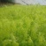 北京本地产茴香有货，长年供应基地直供，大量上市