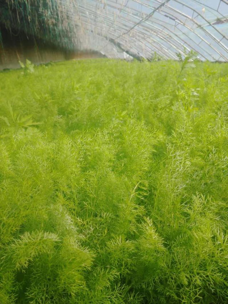 北京本地产茴香有货，长年供应基地直供，大量上市