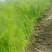 北京本地产茴香有货，长年供应基地直供，大量上市