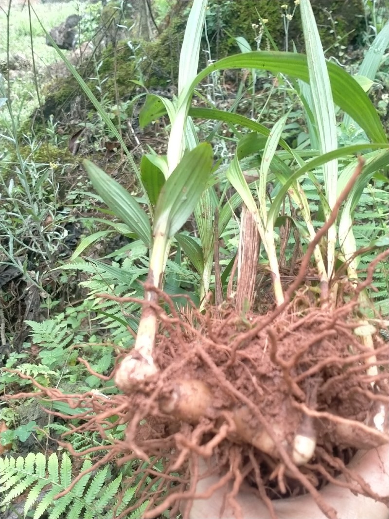 秦岭正宗白芨旱白芨三叉白芨产地直发24小时在线服务新鲜到家