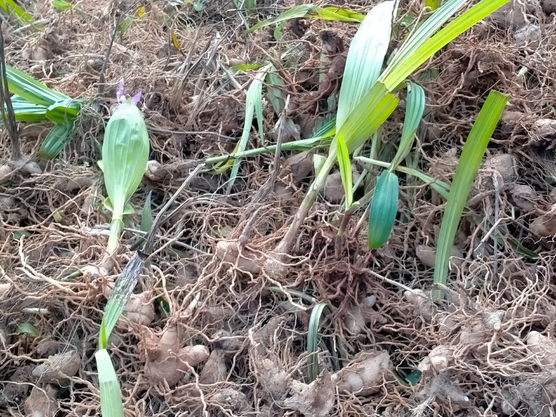 秦岭正宗白芨旱白芨三叉白芨产地直发24小时在线服务新鲜到家