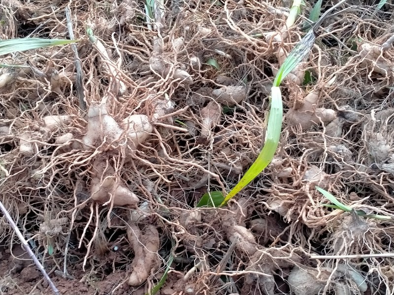 秦岭正宗白芨旱白芨三叉白芨产地直发24小时在线服务新鲜到家