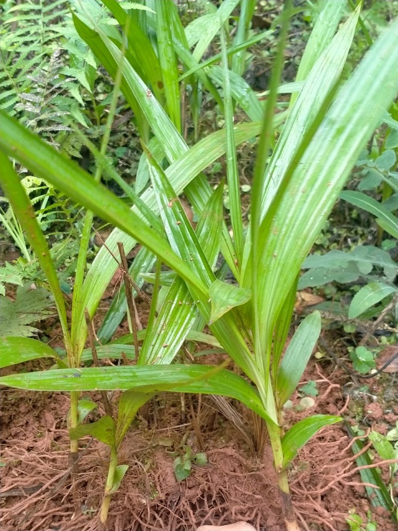 秦岭正宗白芨旱白芨三叉白芨产地直发24小时在线服务新鲜到家