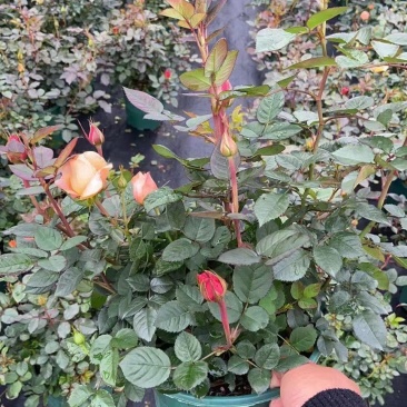 欧洲月季家庭公司摆放开花盆栽，一手货源，基地直销