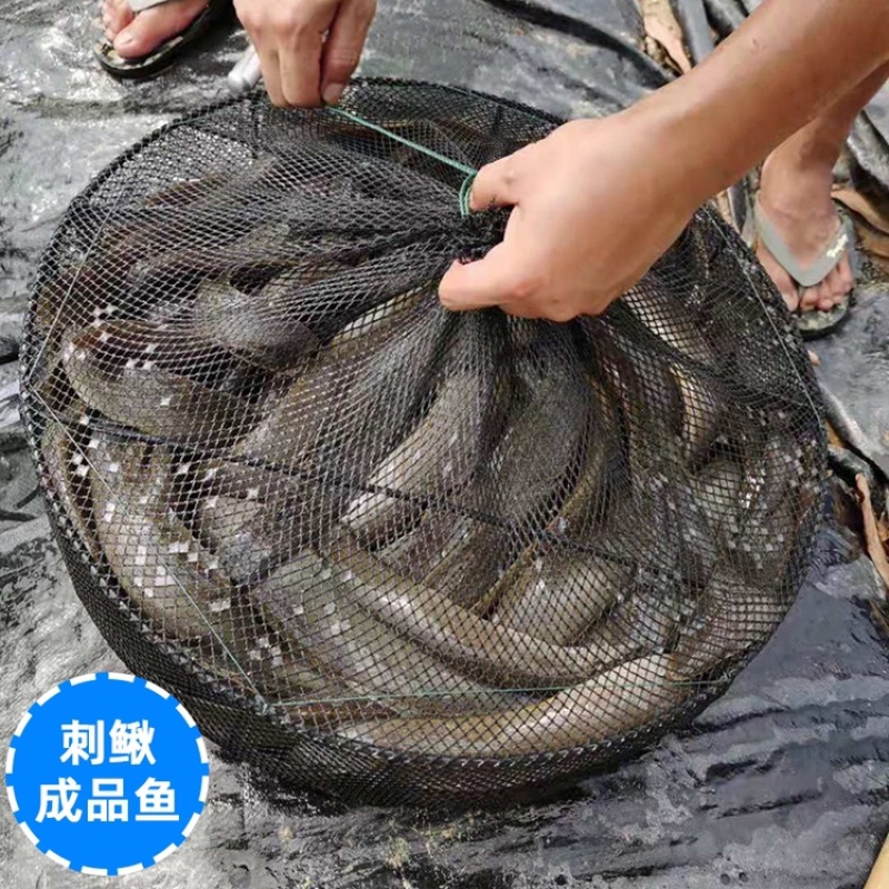 中华刺鳅苗大刺刀鳅寸苗批发淡水养殖高效益