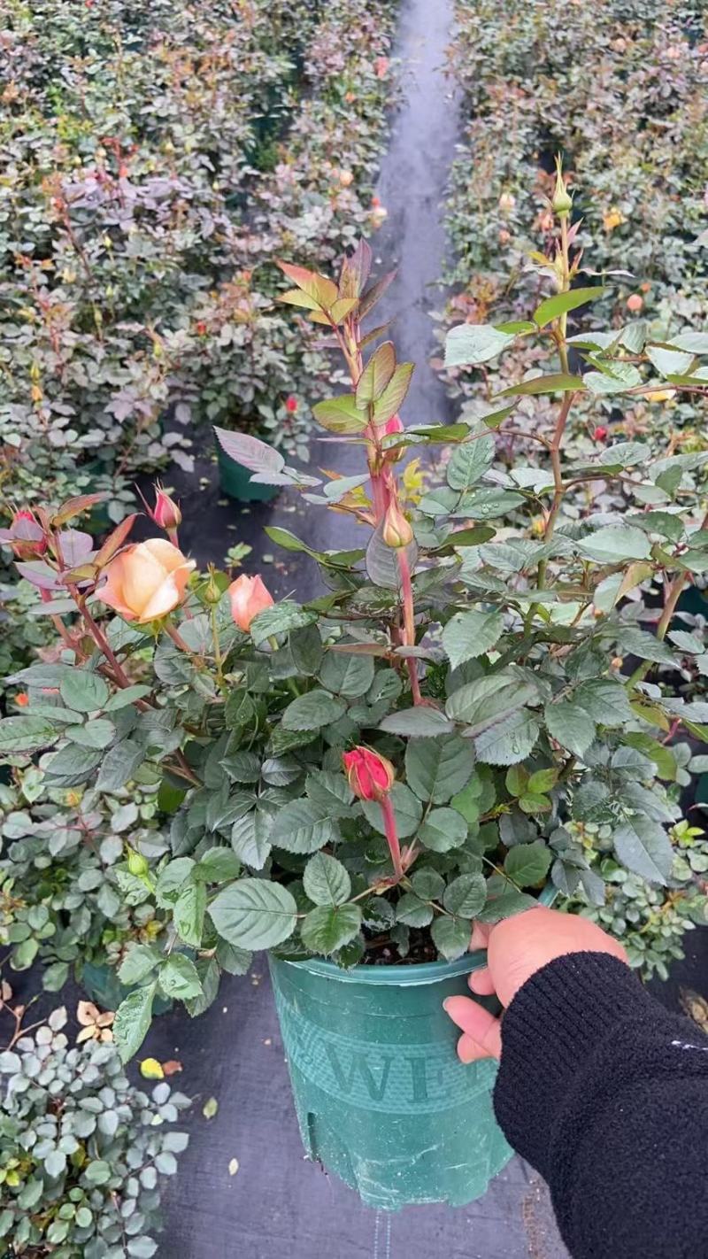 欧洲月季家庭公司摆放开花盆栽，一手货源，基地直销