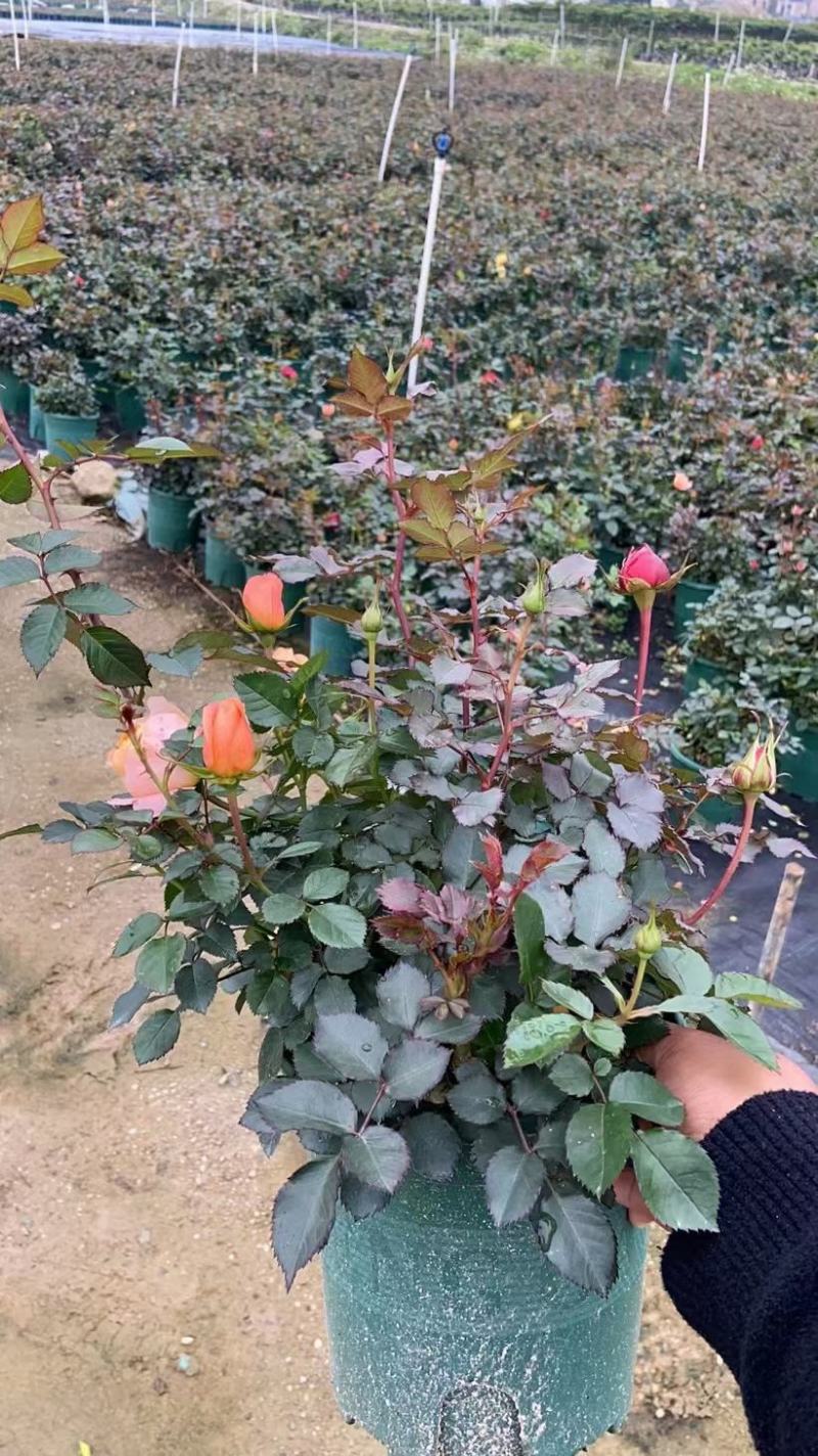 欧洲月季家庭公司摆放开花盆栽，一手货源，基地直销