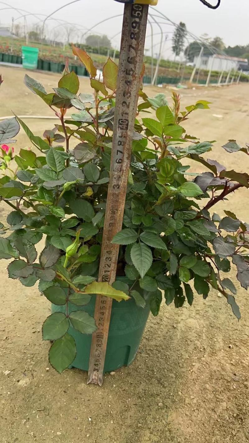 欧洲月季家庭公司摆放开花盆栽，一手货源，基地直销
