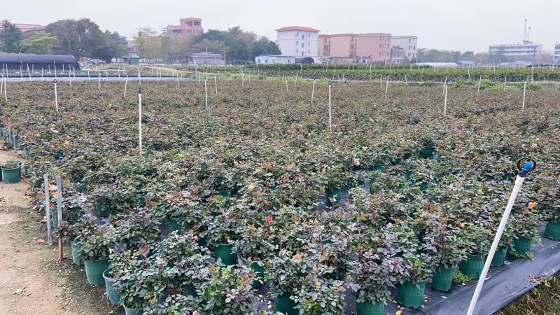 欧洲月季家庭公司摆放开花盆栽，一手货源，基地直销