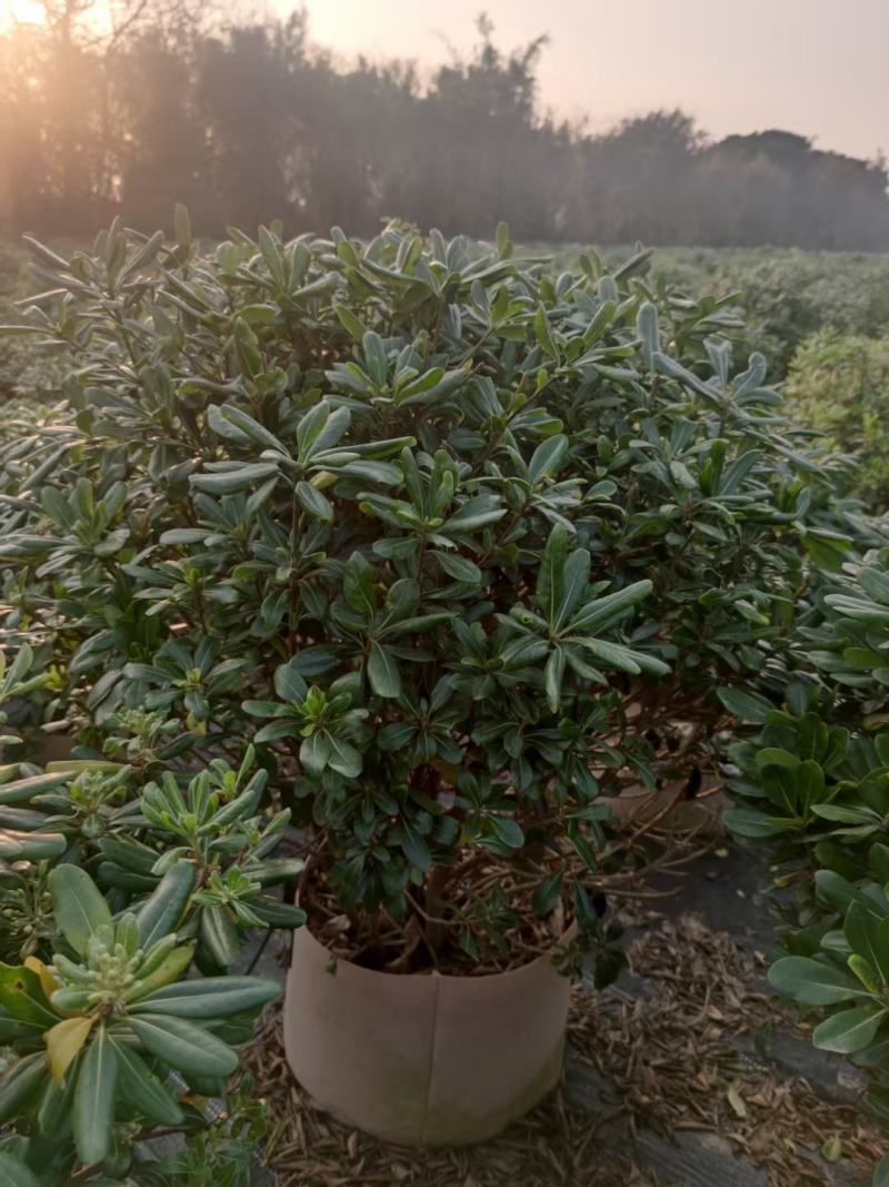 海桐球基地直销家庭园林盆景种植，基地直发
