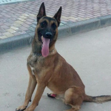 喜欢暴力犬，猎兔犬，宠物犬的朋友联系，