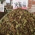 火炭母，新货颜色好的没有粉末